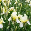 Violiris*Omnia Garden Hot