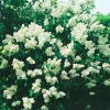 Vit Bondsyrén*Omnia Garden Sale