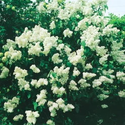 Vit Bondsyrén*Omnia Garden Sale