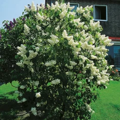 Vit Ädelsyrén*Omnia Garden