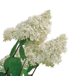 Vit Hortensia - Uppstammad Syrenhortensia, 80-100 cm*Omnia Garden Online