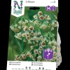 Vit och Rosa*Nelson Garden Discount