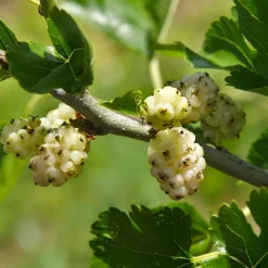 Vitt Mullbär Morus Alba Visborg*Omnia Garden