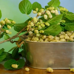 Vitt Mullbär Morus Alba Visborg*Omnia Garden