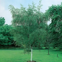 Vårtbjörk, Alléträd 300-400 cm för Trädgård & Utemiljö*Omnia Garden Clearance