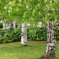 Vårtbjörk, Alléträd 300-400 cm för Trädgård & Utemiljö*Omnia Garden Clearance
