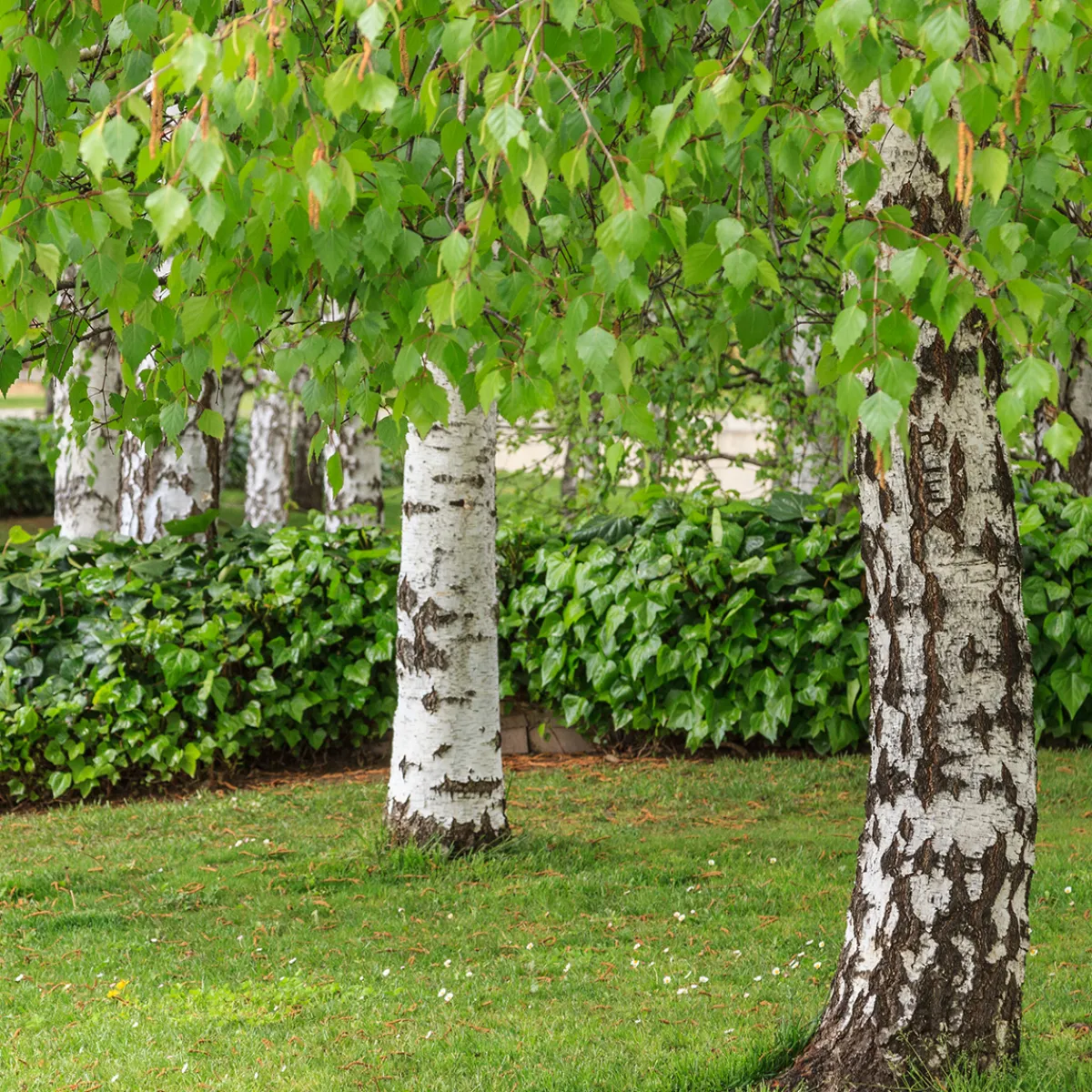 Vårtbjörk, Alléträd 300-400 cm för Trädgård & Utemiljö*Omnia Garden Clearance