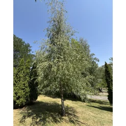 Vårtbjörk, Alléträd 300-400 cm för Trädgård & Utemiljö*Omnia Garden Clearance