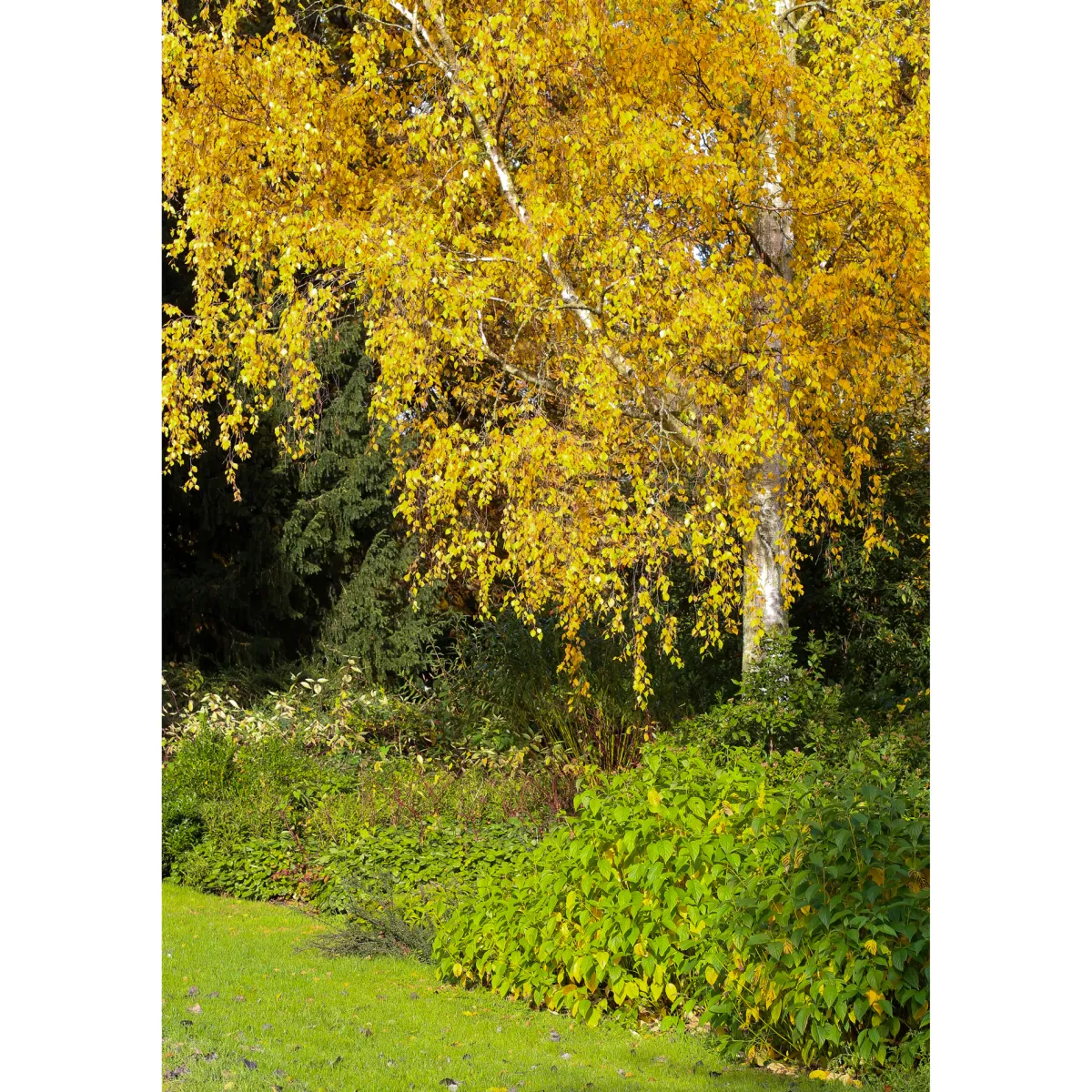 Vårtbjörk, Alléträd 300-400 cm för Trädgård & Utemiljö*Omnia Garden Clearance