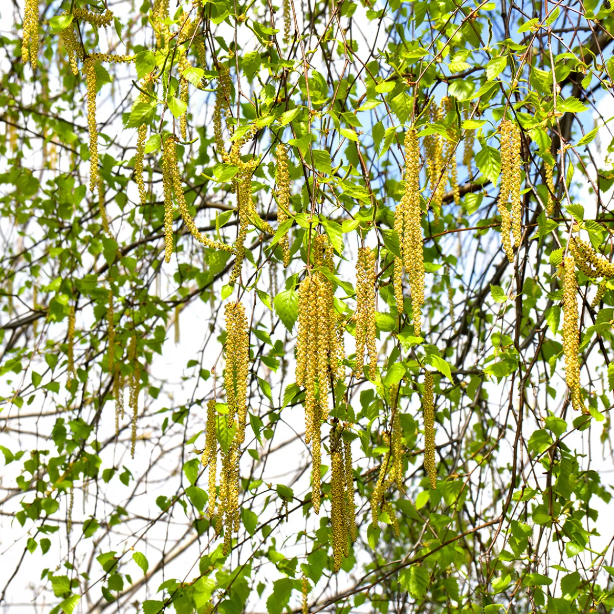 Vårtbjörk, Alléträd 300-400 cm för Trädgård & Utemiljö*Omnia Garden Clearance
