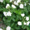 White Grootendorst*Omnia Garden Outlet