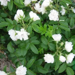 White Grootendorst*Omnia Garden Outlet