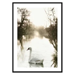 White Swan*Gallerix Hot
