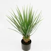 Yucca*Mr Plant New